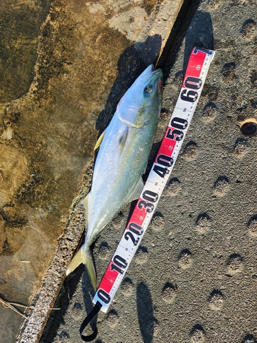 メジロの釣果