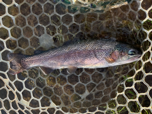 ニジマスの釣果