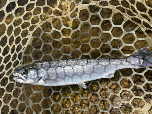 ロックトラウトの釣果