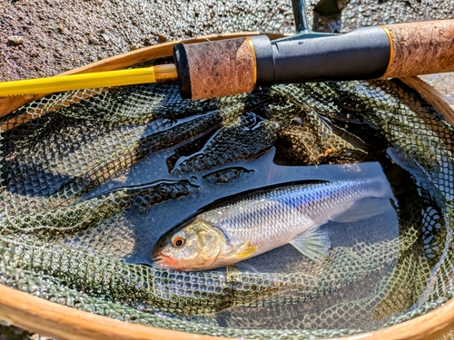 カワムツの釣果