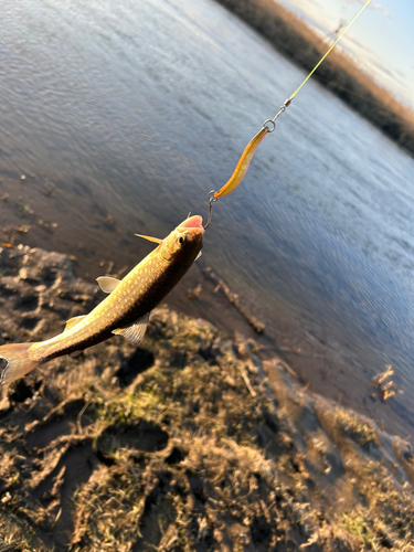 アメマスの釣果