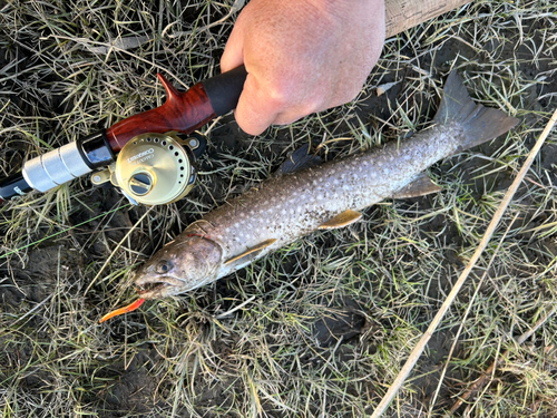 アメマスの釣果