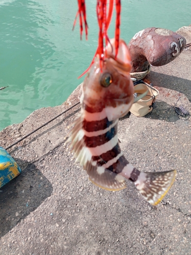 アオハタの釣果