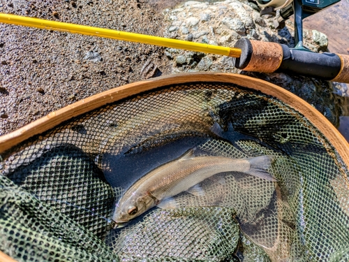 ウグイの釣果