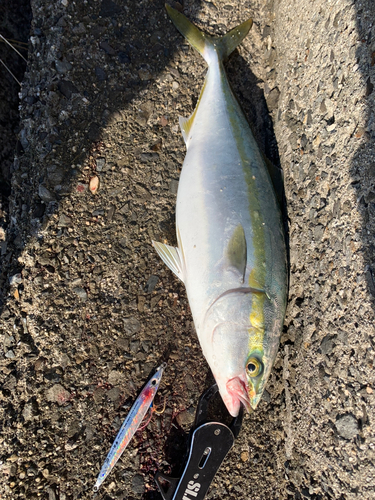 ハマチの釣果