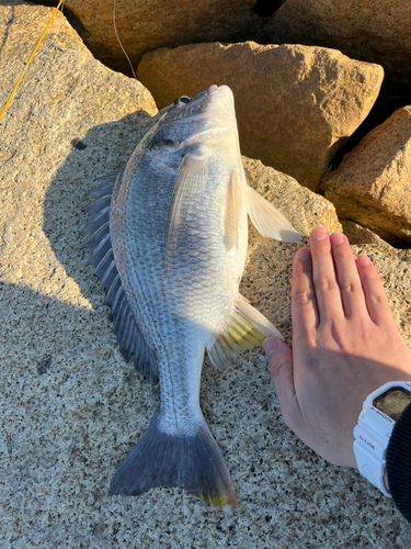 キチヌの釣果