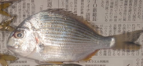 ヘダイの釣果