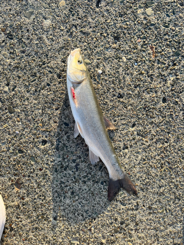 ウグイの釣果