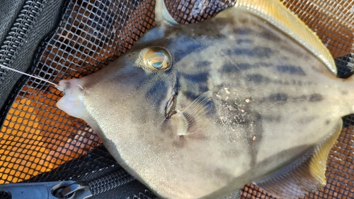 カワハギの釣果