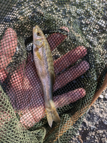 アブラハヤの釣果