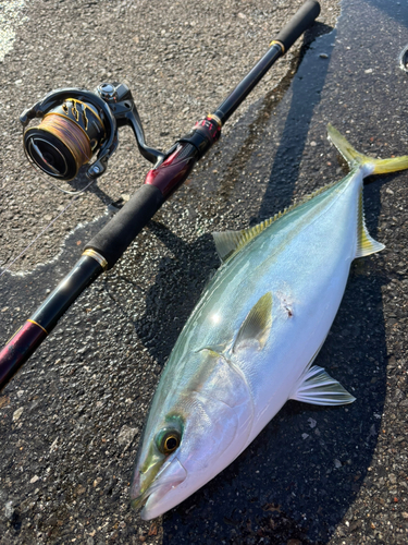 ヤズの釣果