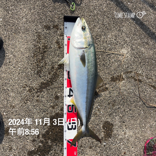 メジロの釣果