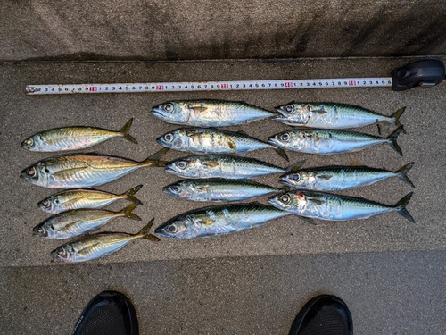 アジの釣果