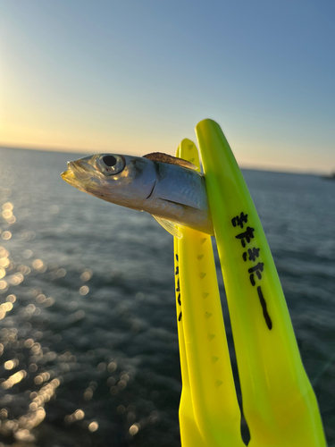 イワシの釣果