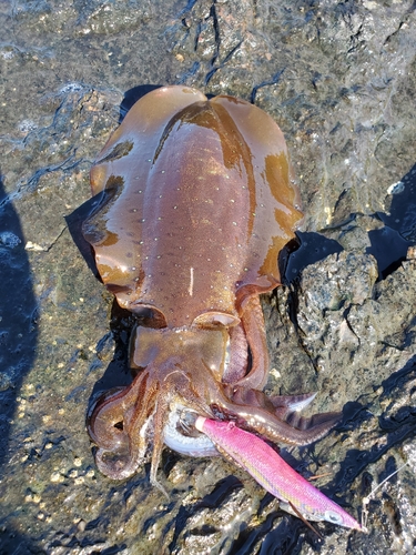 アオリイカの釣果