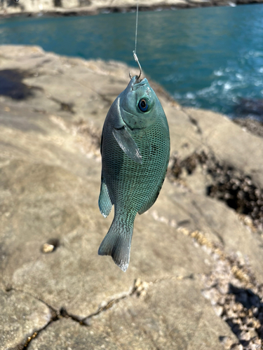 メジナの釣果