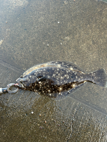 ヒラメの釣果