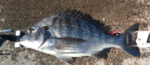 クロダイの釣果