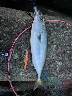 ハマチの釣果