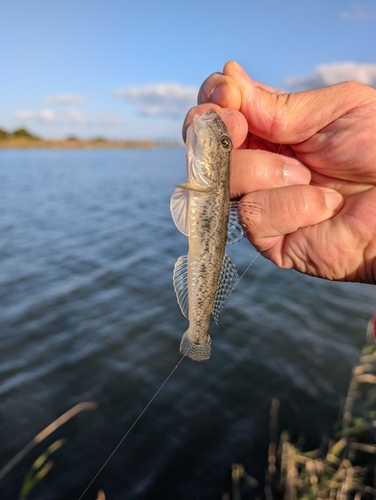 マハゼの釣果