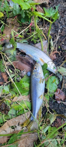 カワムツの釣果