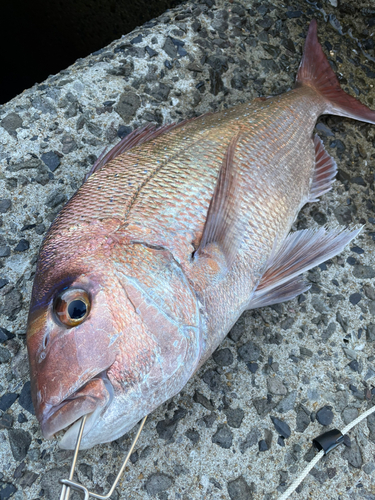 マダイの釣果