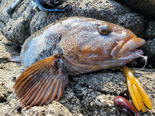 アイナメの釣果