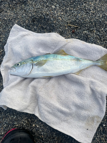 ワカシの釣果