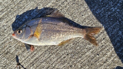 ウミタナゴの釣果