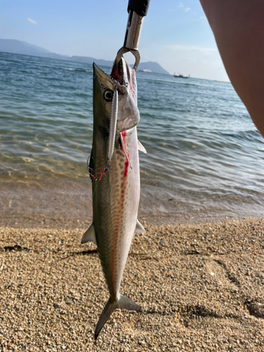 サゴシの釣果