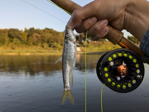 オイカワの釣果