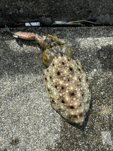 コブシメの釣果