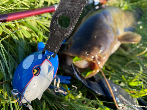 ナマズの釣果