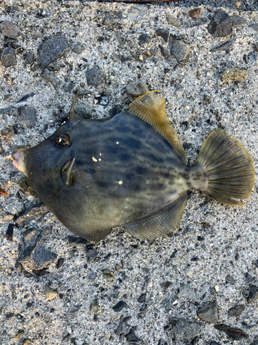 カワハギの釣果