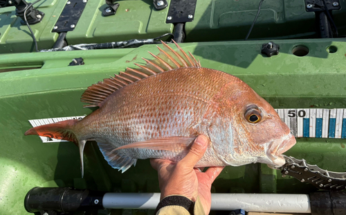 タイの釣果