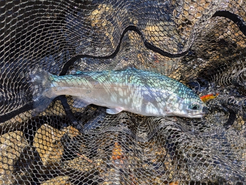 レインボートラウトの釣果