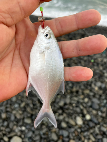 コバンアジの釣果