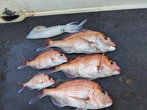 マダイの釣果