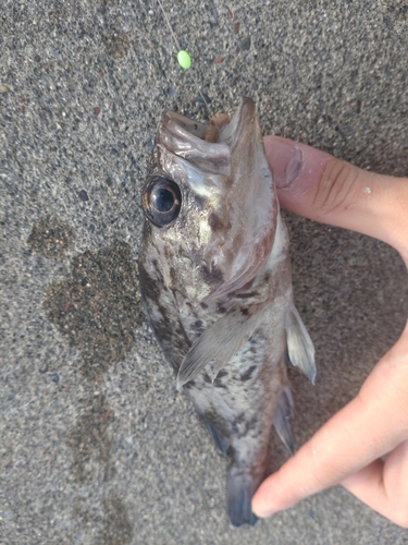 クロソイの釣果