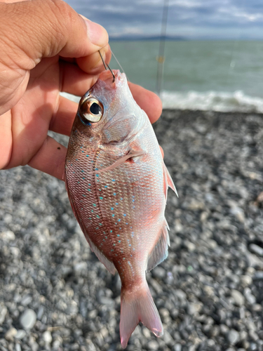 チャリコの釣果