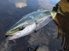 ヤズの釣果