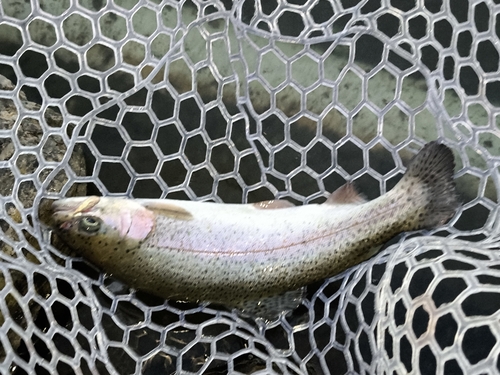 トラウトの釣果