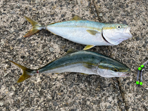 ツバスの釣果