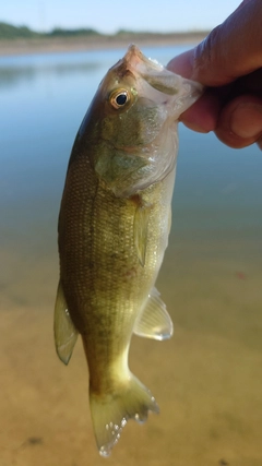 ラージマウスバスの釣果