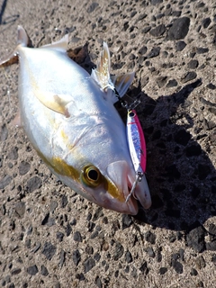 シオの釣果