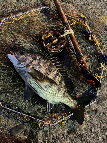 クロダイの釣果