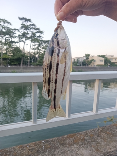 シマイサキの釣果