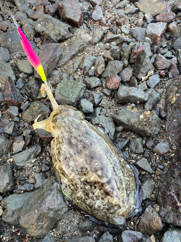 コウイカの釣果