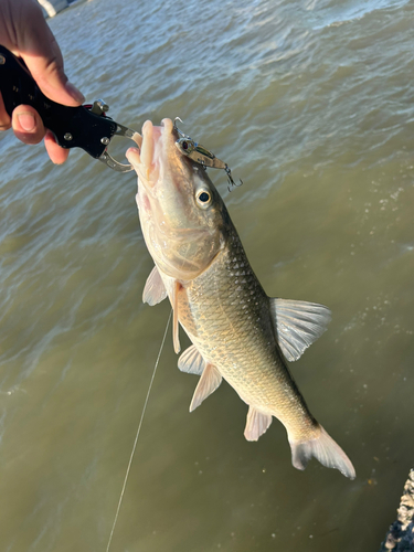 ニゴイの釣果