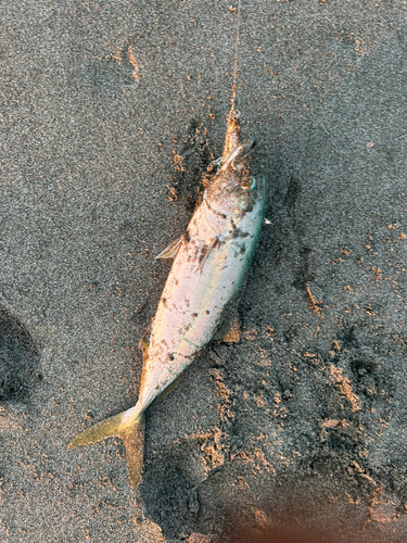 ワカシの釣果